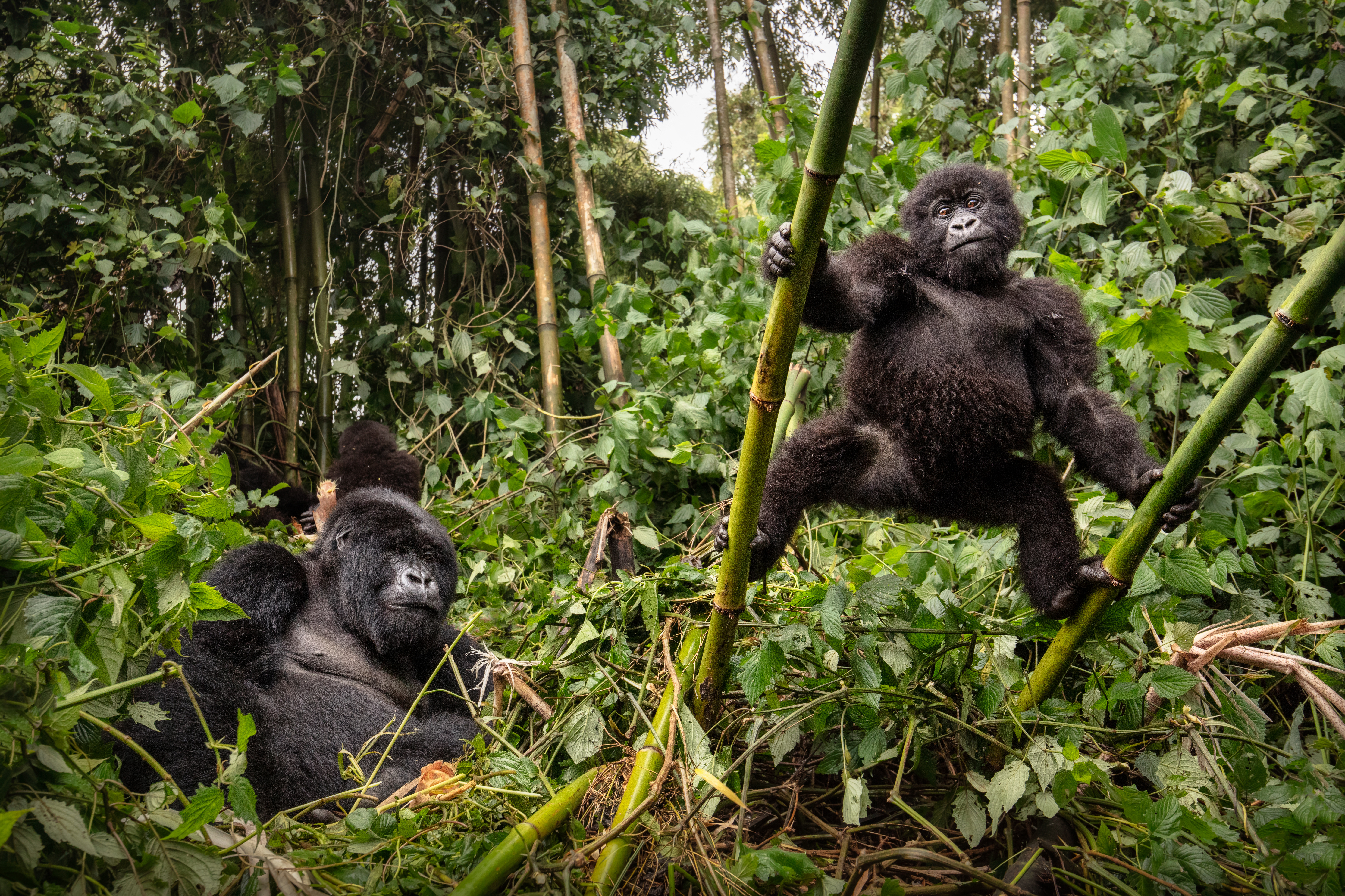 Gorille du Parc des Virunga